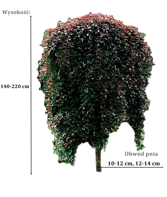 buk purpurea pendula - duze sadzonki drzewa o roznych obwodach pnia